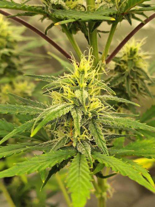 Cherry Cookies Auto. Week 7