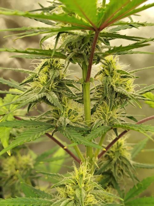 Cherry Cookies Auto. Week 7