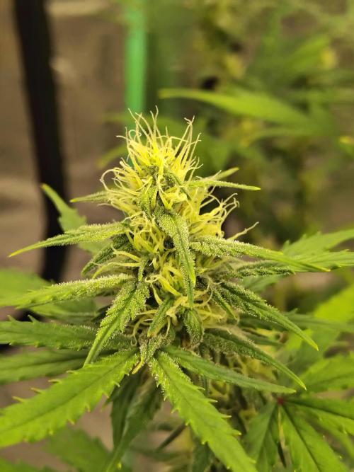 Cherry Cookies Auto. Week 7