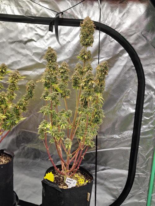 Goupy Banana. Week 14