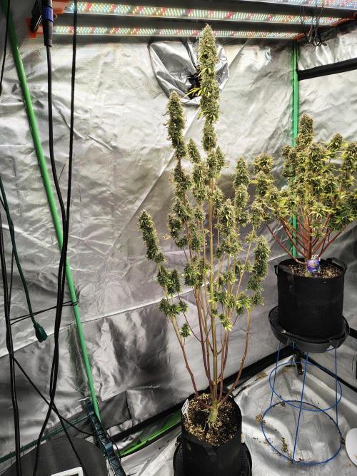 Goupy Banana. Week 14