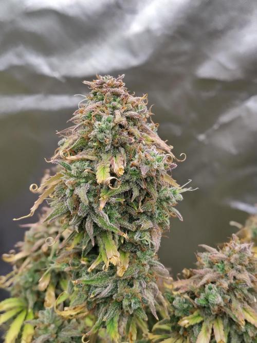 Goupy Banana. Week 14