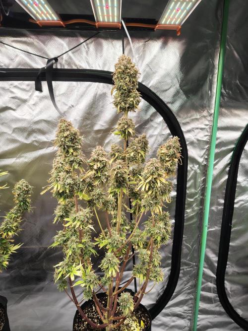 Goupy Banana Auto. Week 14