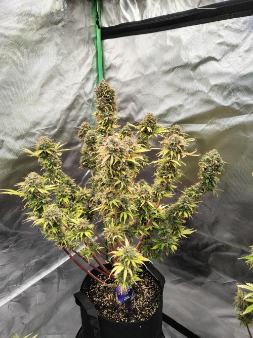 Sticky Broccoli. Week 13