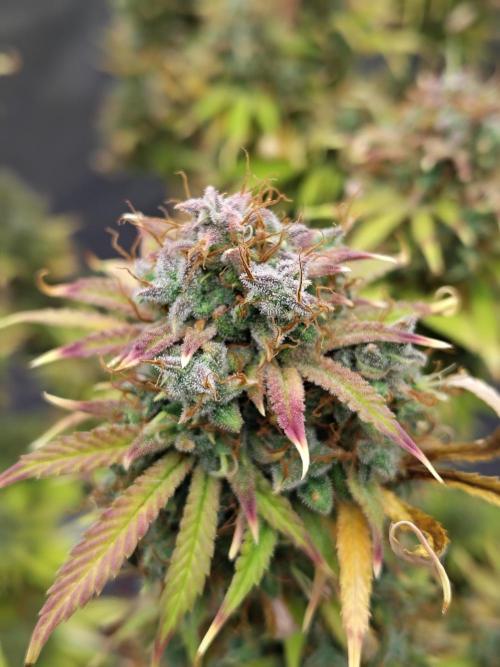 Sticky Broccoli. Week 13
