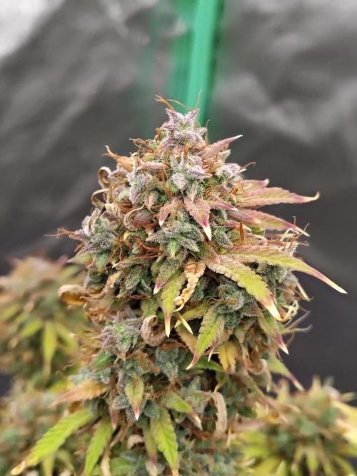 Sticky Broccoli. Week 13