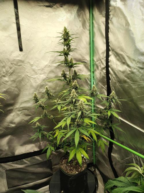 Cherry Cookies Auto. Week 7