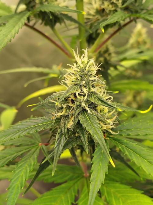 Cherry Cookies Auto. Week 7