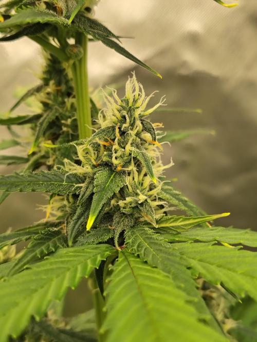 Cherry Cookies Auto. Week 7