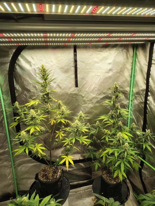 Cherry Cookies Auto. Week 7