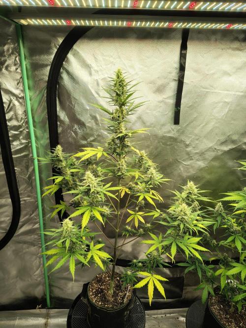 Cherry Cookies Auto. Week 7