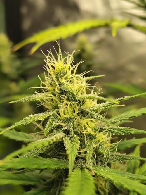 Cherry Cookies Auto. Week 7