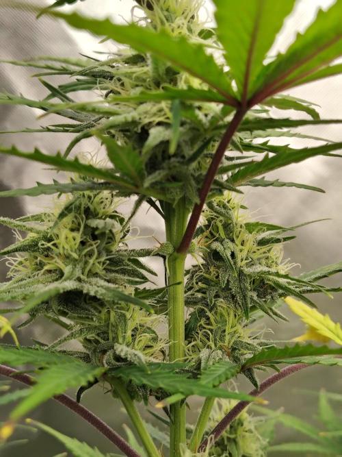 Cherry Cookies Auto. Week 7