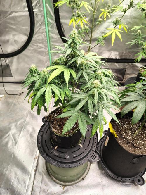 Cherry Cookies Auto. Week 7