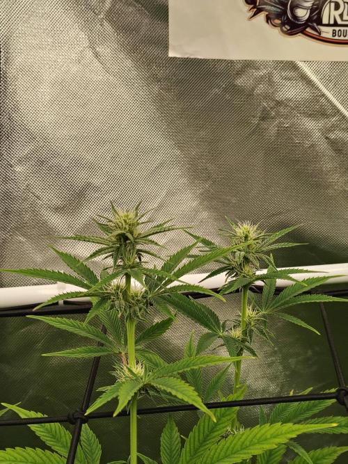 Toad island S1. Week 8