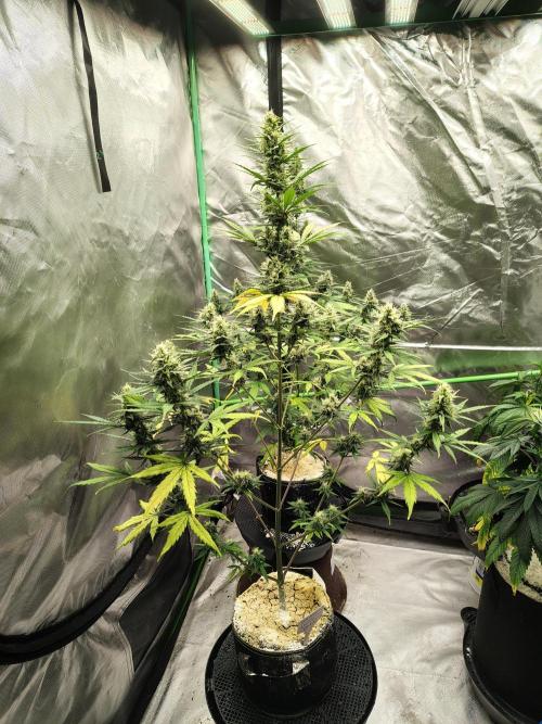 Cherry Cookies Auto. Week 8