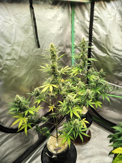 Cherry Cookies Auto. Week 8