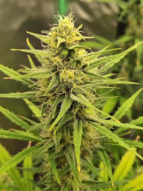 Cherry Cookies Auto. Week 8