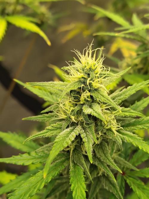 Cherry Cookies Auto. Week 8
