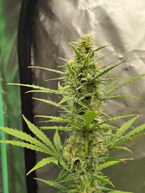 Cherry Cookies Auto. Week 8