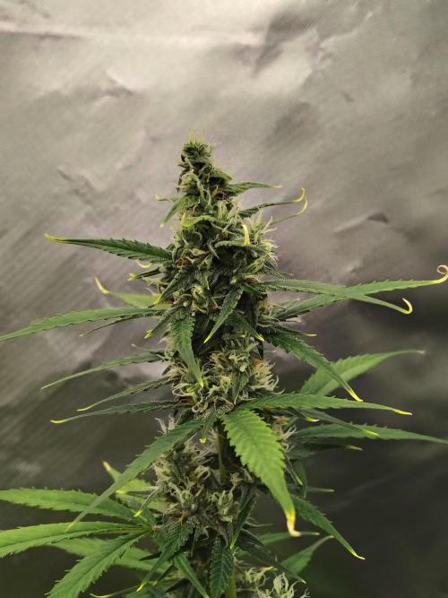Cherry Cookies Auto. Week 8