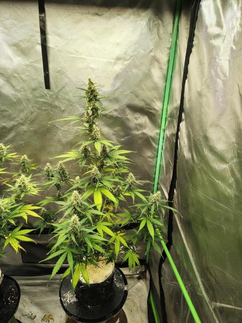 Cherry Cookies Auto. Week 8