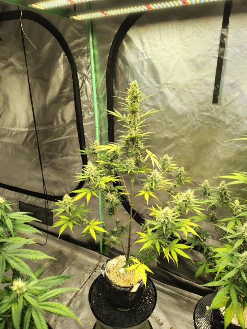 Cherry Cookies Auto. Week 8