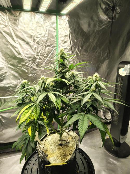 Cherry Cookies Auto. Week 8