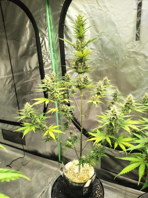 Cherry Cookies Auto. Week 8