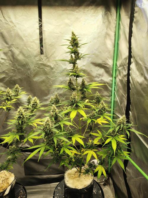Cherry Cookies Auto. Week 8