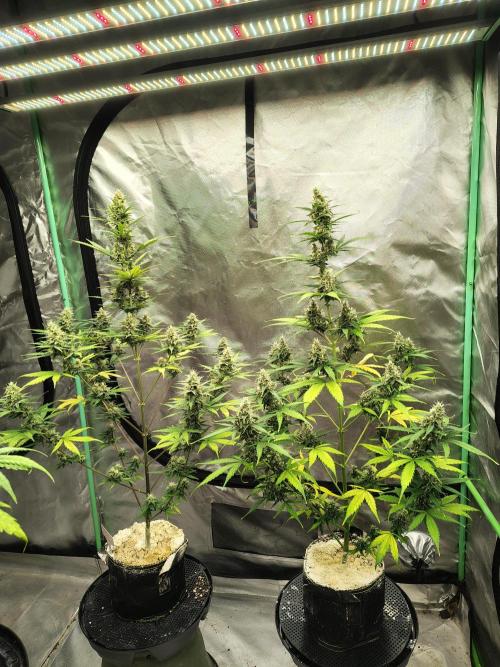Cherry Cookies Auto. Week 8