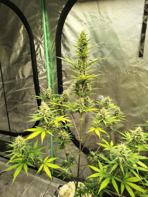 Cherry Cookies Auto. Week 8