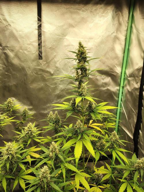 Cherry Cookies Auto. Week 8