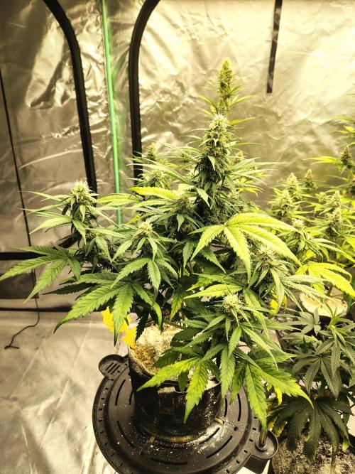 Cherry Cookies Auto. Week 8