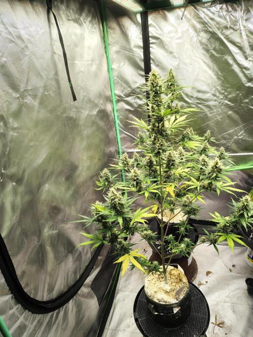 Cherry Cookies Auto. Week 8