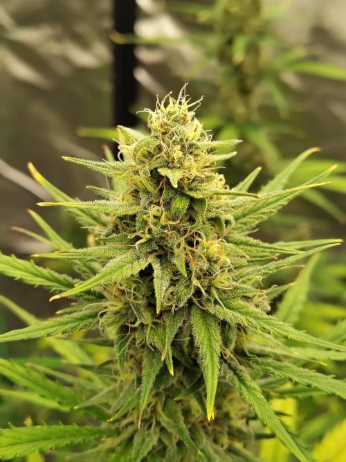 Cherry Cookies Auto. Week 8