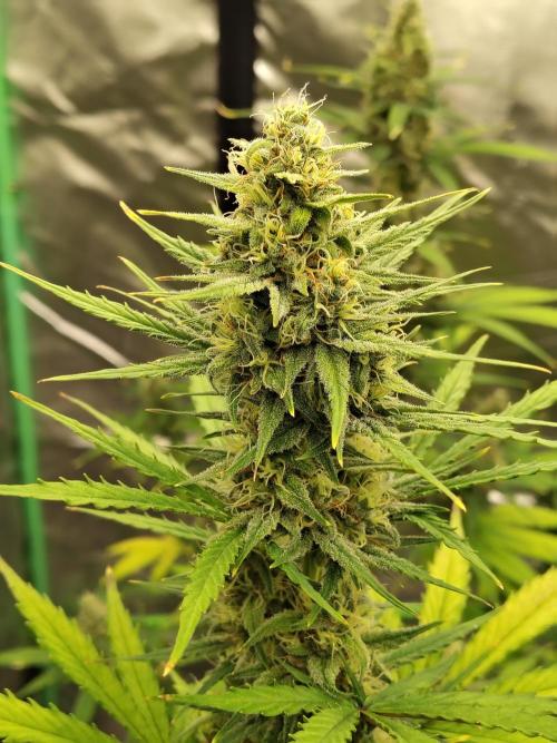 Cherry Cookies Auto. Week 8