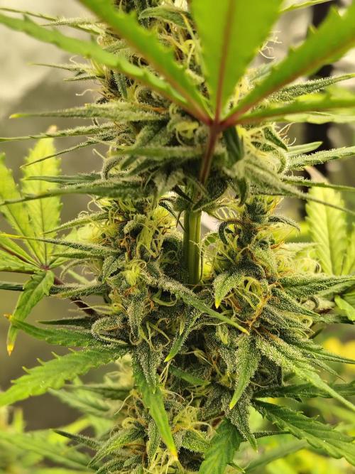 Cherry Cookies Auto. Week 8