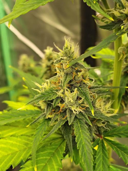 Cherry Cookies Auto. Week 8