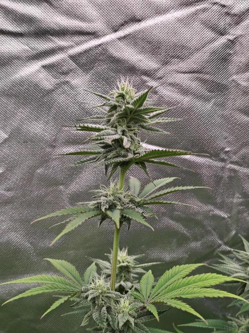 Toad island S1. Week 9