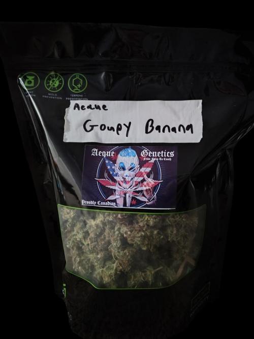 Goupy Banana. Week 15