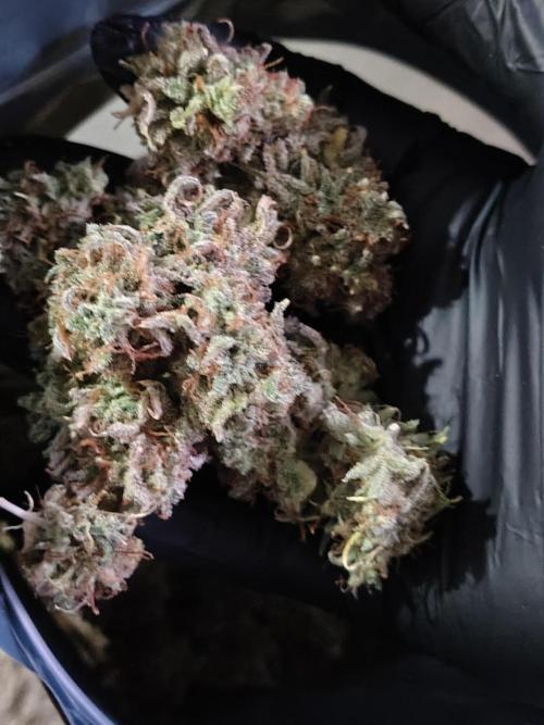 Goupy Banana. Week 15