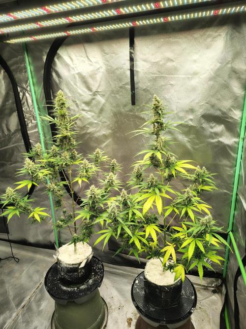 Cherry Cookies Auto. Week 9