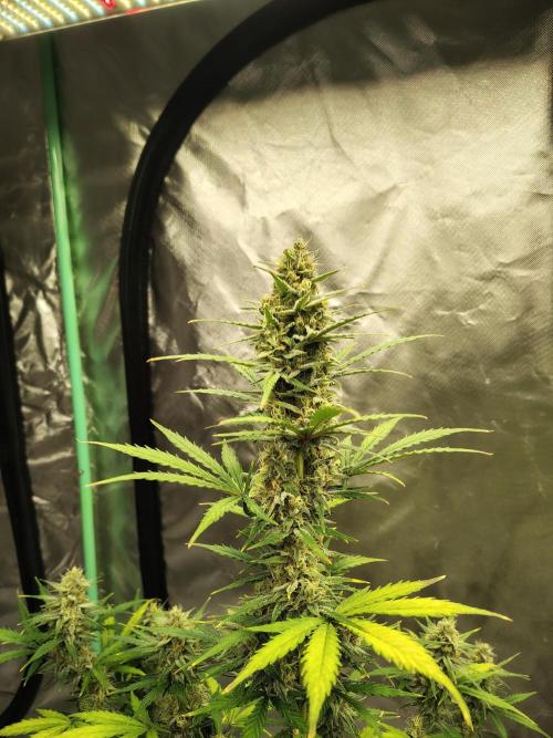Cherry Cookies Auto. Week 9