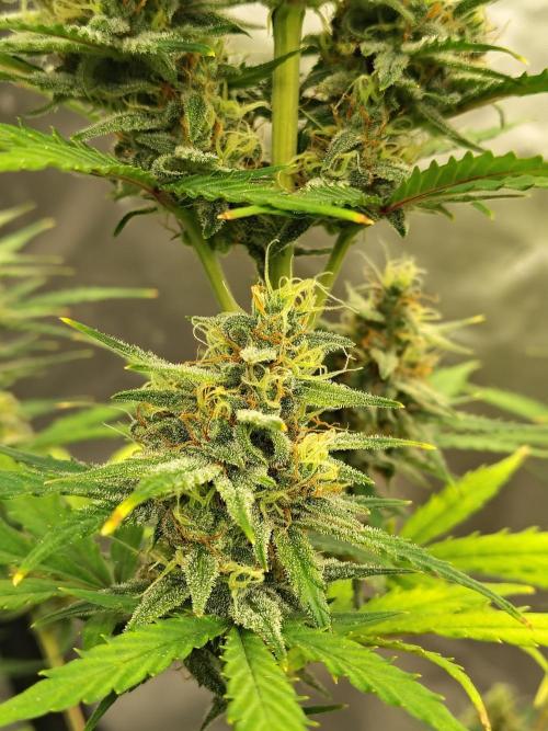 Cherry Cookies Auto. Week 9