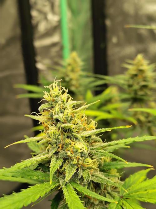 Cherry Cookies Auto. Week 9