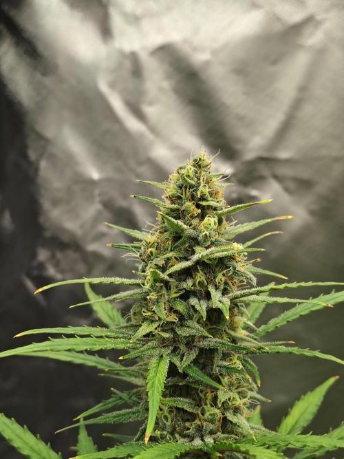 Cherry Cookies Auto. Week 9