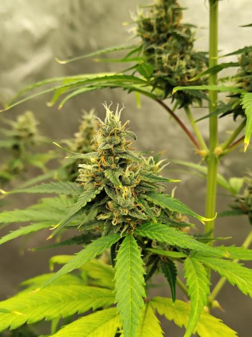 Cherry Cookies Auto. Week 9