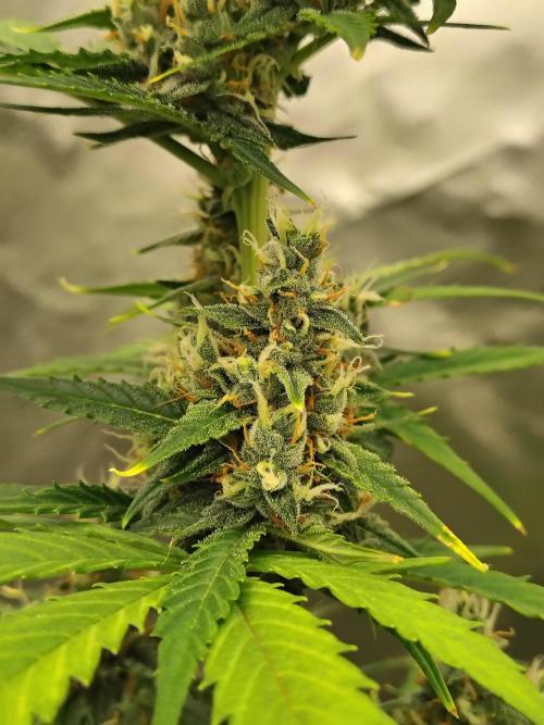 Cherry Cookies Auto. Week 9