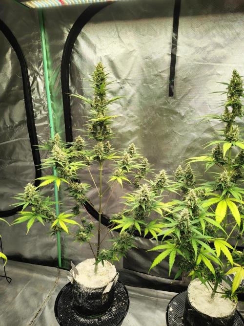 Cherry Cookies Auto. Week 9